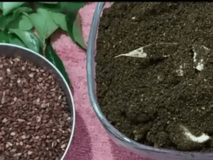 Read more about the article Curry Leaves and Sesame Powder Recipe: A Healthy and Tasty Homemade Delight